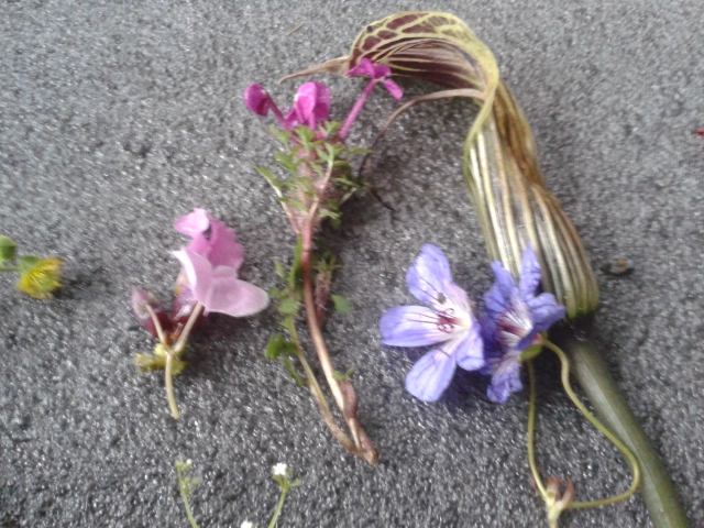 collection of wildplants